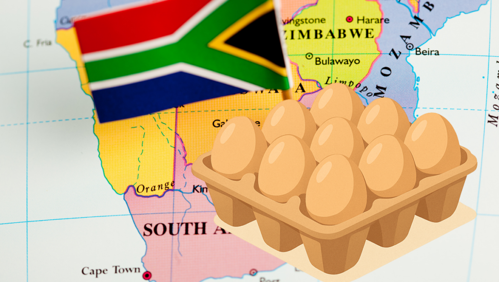 The Core of the Poultry Supply Chain: Choosing the Right Egg Tray Supplier