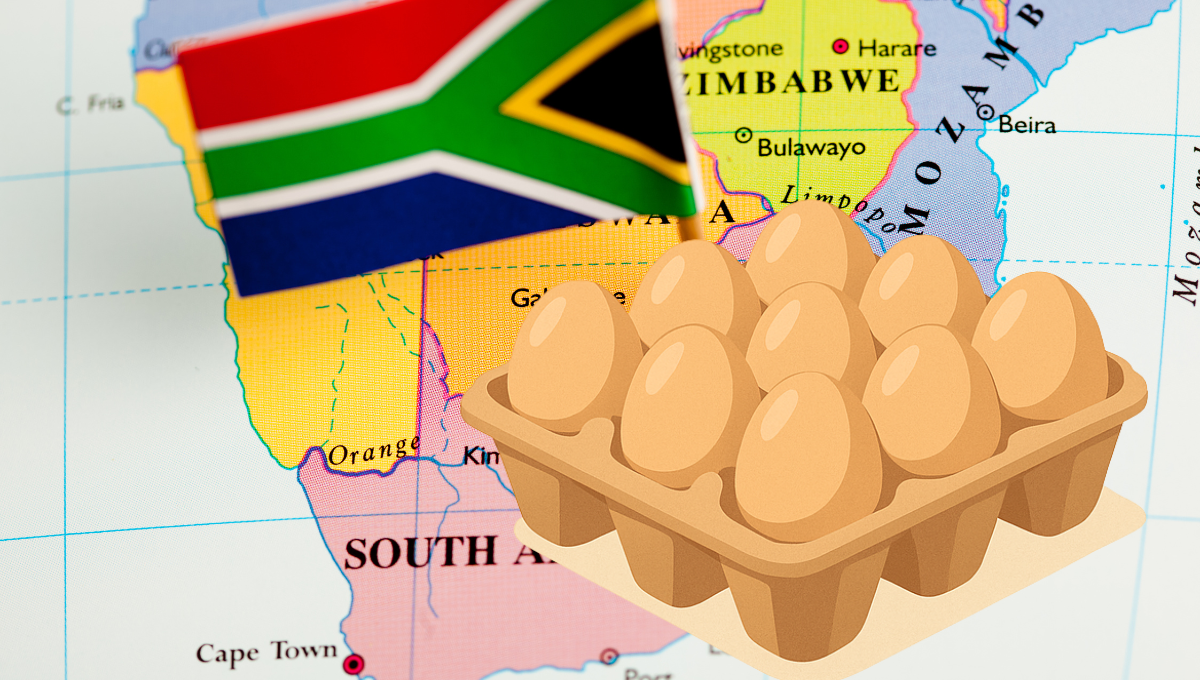 The Core of the Poultry Supply Chain: Choosing the Right Egg Tray Supplier