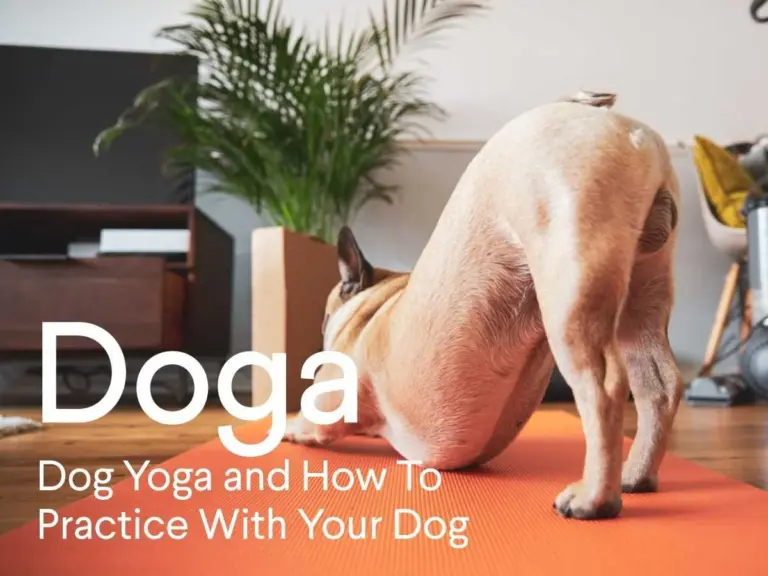 Yoga For Dogs at The Paw Studio: Enhance Health, Happiness & Bonding in Leicester