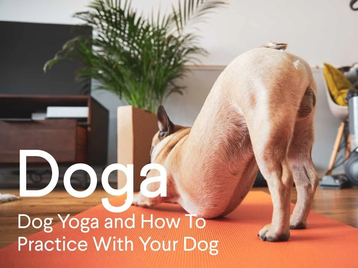 Yoga For Dogs